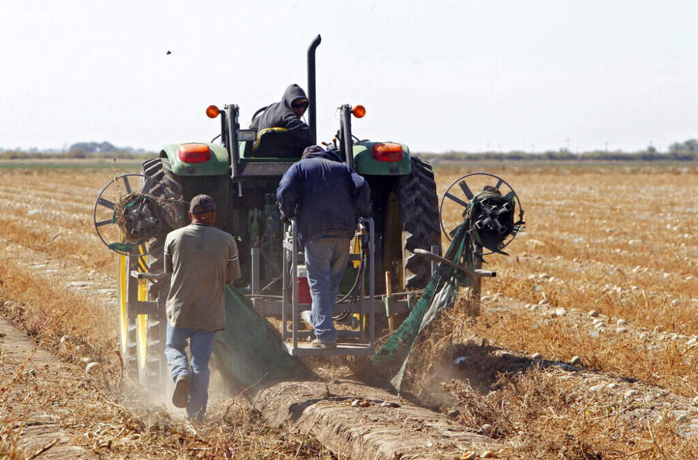 In this Sept. 28, 2011, file photo workers use a tractor to remove plastic from a field of rotting cantaloupe on a farm near Holly, Colo. (AP Photo/Ed Andrieski, File)