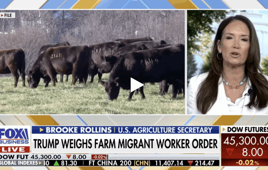 Fox Business segment showing Brooke Rollins speaking alongside footage of cattle grazing, with headline ‘Trump Weighs Farm Migrant Worker Order.’