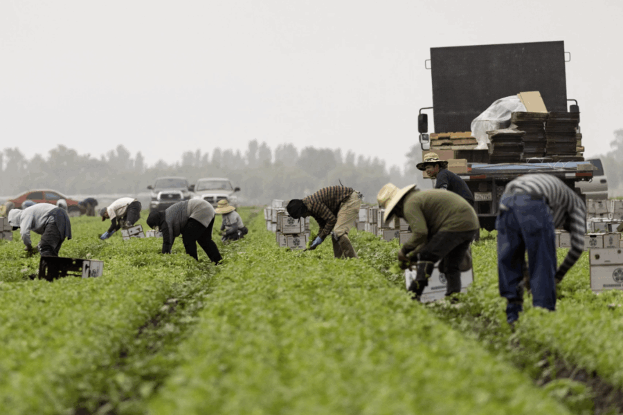 Farmworkers pick cilantro in a field early in the morning mist in Southern California in July 2024.