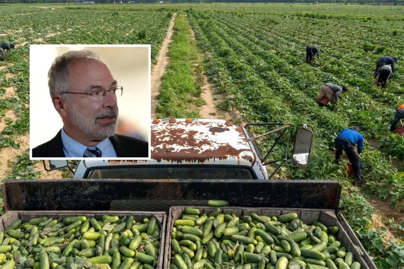 A group of Mexican H-2A seasonal farm workers harvest cucumbers in Eastern North Carolina, June 30, 2023. Inset: U.S. Rep. Andy Harris (R-MD) leaves a House Republican caucus meeting at the U.S. Capitol on June 04, 2025 in Washington, DC. Less Milton Lindsay/Kevin Dietsch/Getty Images