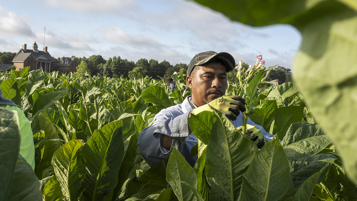 Wilson, NC - June 22, 2024: A crew of Mexican H-2A seasonal farm workers breaks the flower off a tobacco plant in preparation for the harvest on a tobacco farm in Eastern North Carolina in late June.
