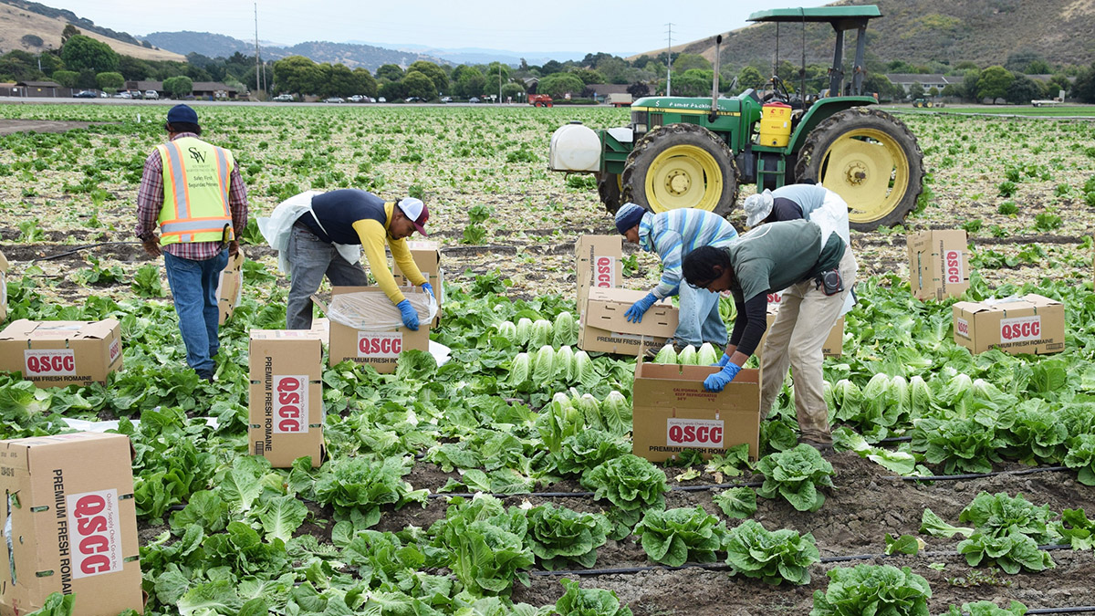 Salinas, CA - USA; July 1, 2015: Seasonal field workers cut and box romaine lettuce.